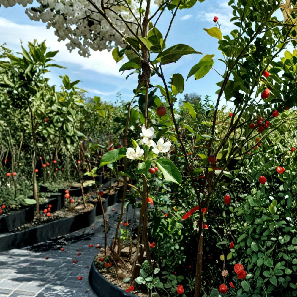 Dolgo Crabapple Tree – Malus 'Dolgo' Live Fruit Tree | 4–6 Feet Tall | Includes Healthy Root System | Backyard Orchard Friendly | Cold Hardy Crabapple