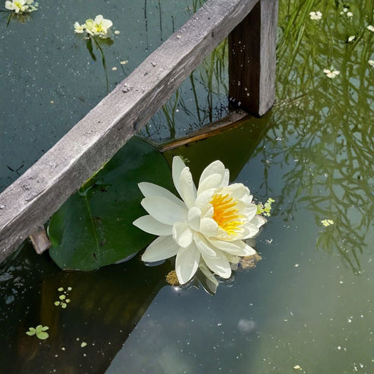 White Hardy Water Lily – Live Bare Root Tuber | 1–2 Inch Rhizome | Hardy Pond Plant | Aquatic Flower