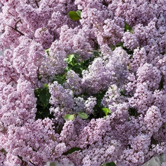 Old Fashioned Purple Lilac Bush – Live Syringa Plant | 6–12 Inch Bare Root Starter | Fragrant Purple Flowers | Cold Hardy Flowering Shrub | No Pot