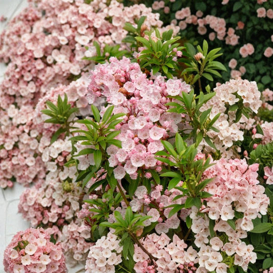 Pink Mountain Laurel Live Plant – Kalmia latifolia | 1 Foot+ Bare Root | Hardy Evergreen Shrub | Pink Flowers | Natural Grown | Garden Plant