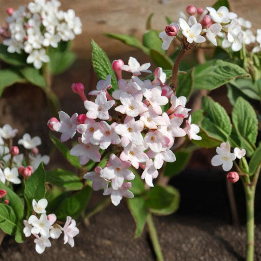 Juddi Viburnum Live Plant – Viburnum x juddii | 6–12 Inch Tall | 2.5 Inch Pot | Fragrant Pink-White Spring Flowers | Zones 4–7