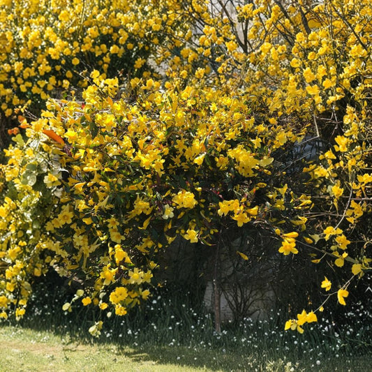 Yellow Carolina Jasmine Live Plants – Set of 6 | Rooted Starter Vines | Yellow Flowering Climber | Fence & Trellis Plant | Live Garden Vine