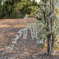 Cedrus deodara 'Sander's Blue' – Deodar Cedar Live Plant | 12 Inches Tall | Includes 1 Gallon Pot | Weeping Blue Evergreen Conifer | Landscape Specimen Tree