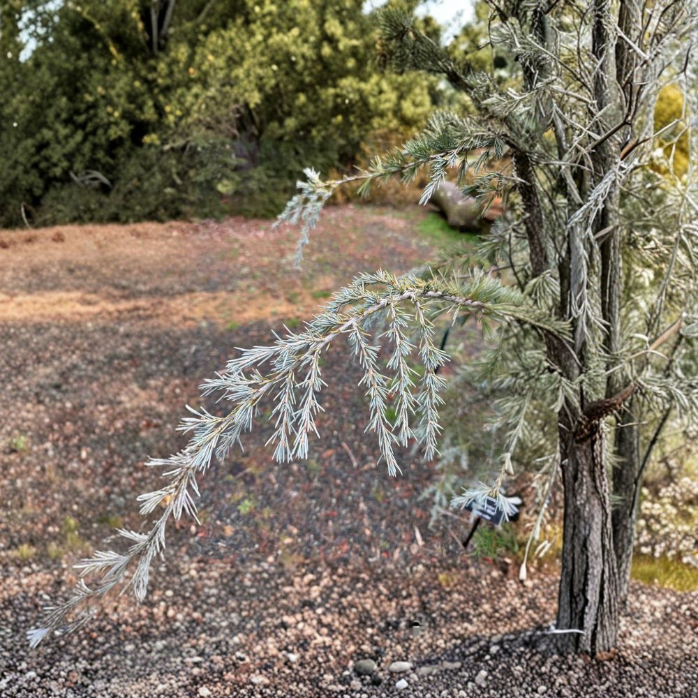 Cedrus deodara 'Sander's Blue' – Deodar Cedar Live Plant | 12 Inches Tall | Includes 1 Gallon Pot | Weeping Blue Evergreen Conifer | Landscape Specimen Tree