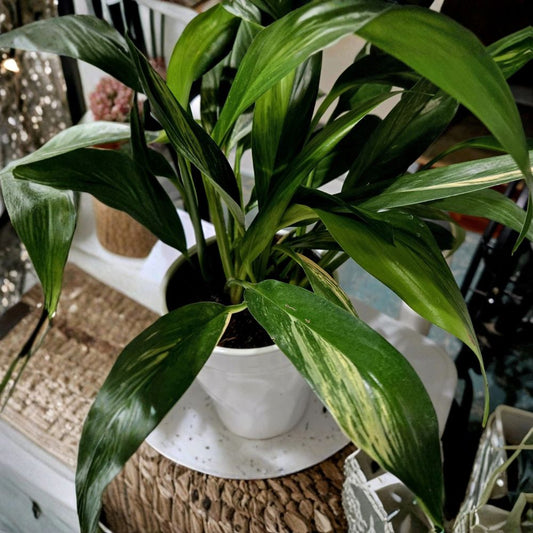 Rare Variegated Silver Streak Pothos Live Plant – Rooted Starter | Variegated Pothos | Long Leaves | Climbing Tropical Houseplant | Indoor Plant