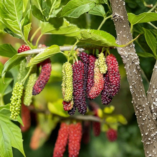 Pakistan Mulberry Live Starter Plant – Morus ‘Pakistan’ | 6–8 Inch Plant | Bare Root No Pot | Sweet Long Dark Mulberries | Fast Growing Fruit Tree | USDA Zones 7–10