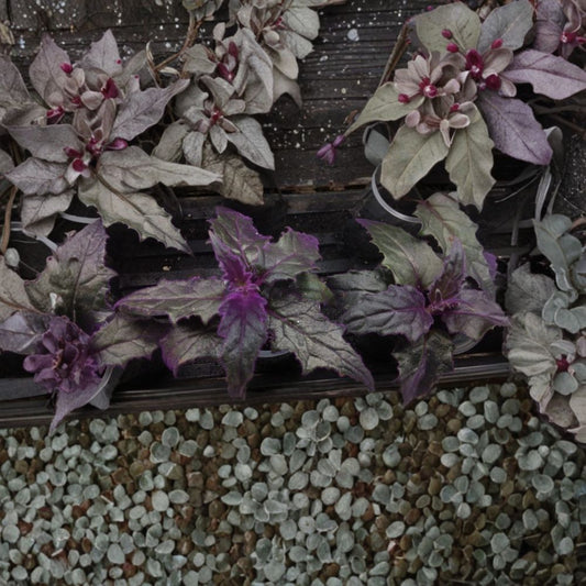 Purple Passion Velvet Plant – 3 Live Starter Plants | Gynura aurantiaca | Velvet Plant | Purple Foliage Houseplant | Rooted Indoor Tropical | Hanging Basket Friendly