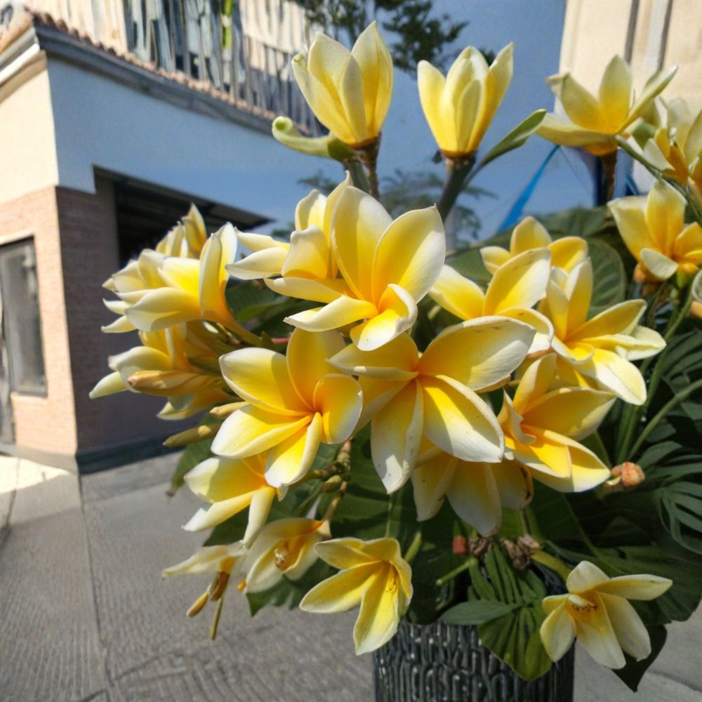 Yellow Plumeria – Live Cutting | Hawaiian Frangipani | Tropical Flowering Plant | Indoor & Outdoor Garden Starter
