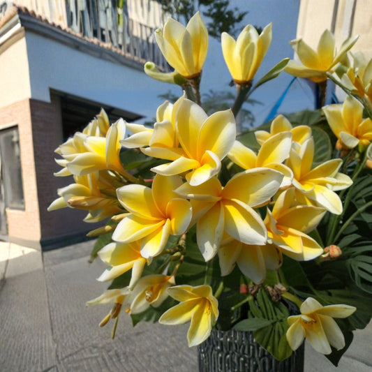 Yellow Plumeria – Live Cutting | Hawaiian Frangipani | Tropical Flowering Plant | Indoor & Outdoor Garden Starter