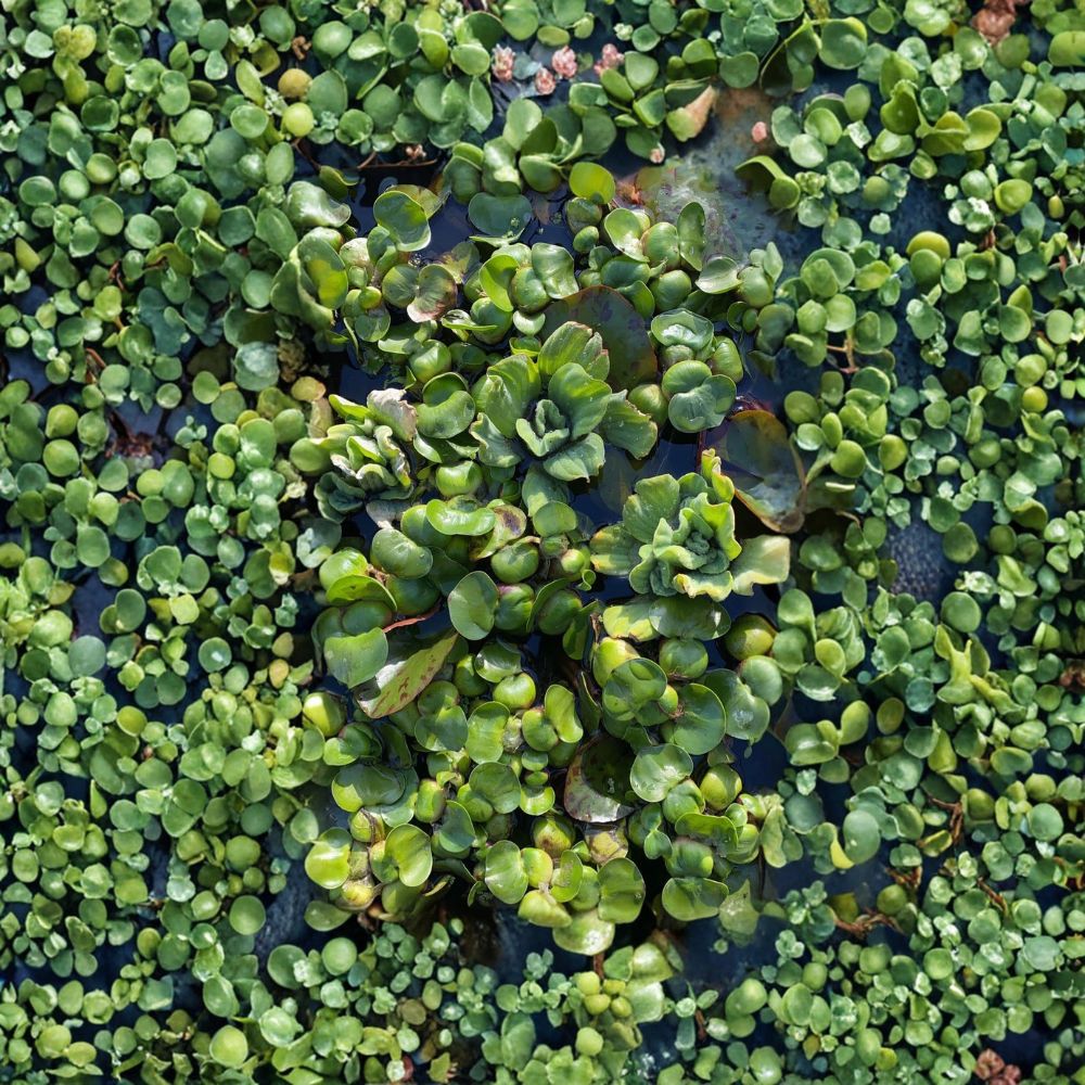 Live Water Hyacinth Pond Plants | 7 Floating Aquatic Plants | Natural Pond Filter | Easy to Grow