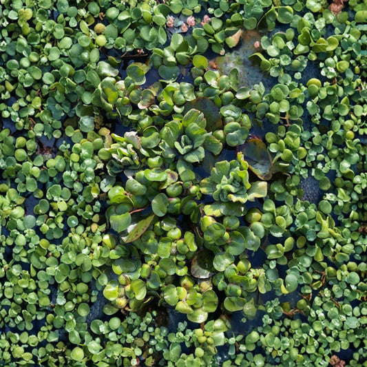 Live Water Hyacinth Pond Plants | 7 Floating Aquatic Plants | Natural Pond Filter | Easy to Grow