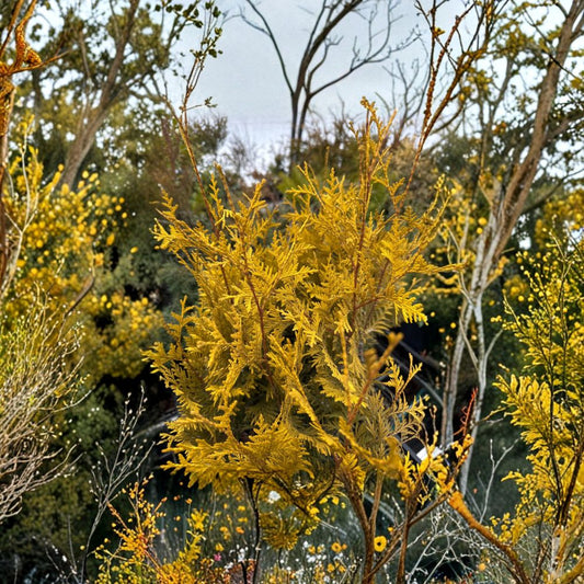 Lutea Arborvitae – Live Golden Evergreen Tree | Quart Pot Plant | Thuja occidentalis ‘Lutea’ | Hardy Privacy Conifer