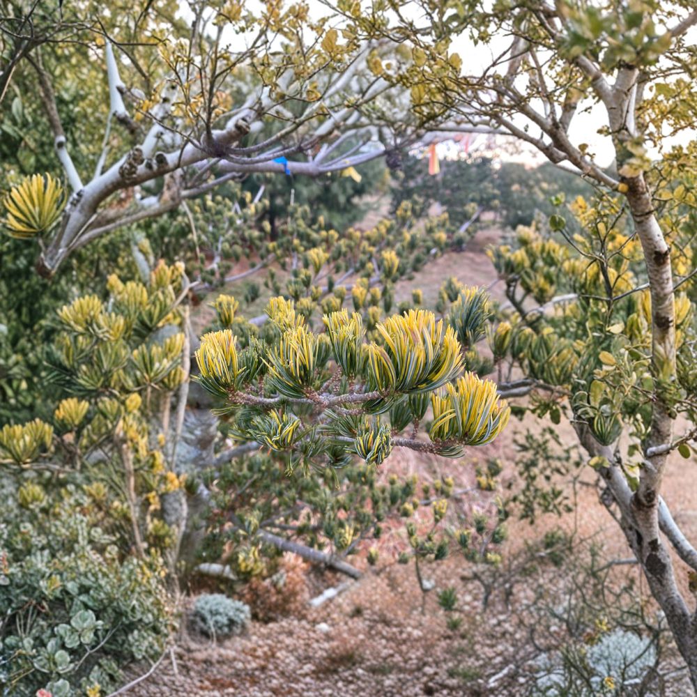 Pinus parviflora 'Fukai' – Variegated Japanese White Pine Live Plant | 18 Inches Tall | Includes 1 Gallon Pot | Unique Cream-Tipped Needles | Evergreen Accent Tree