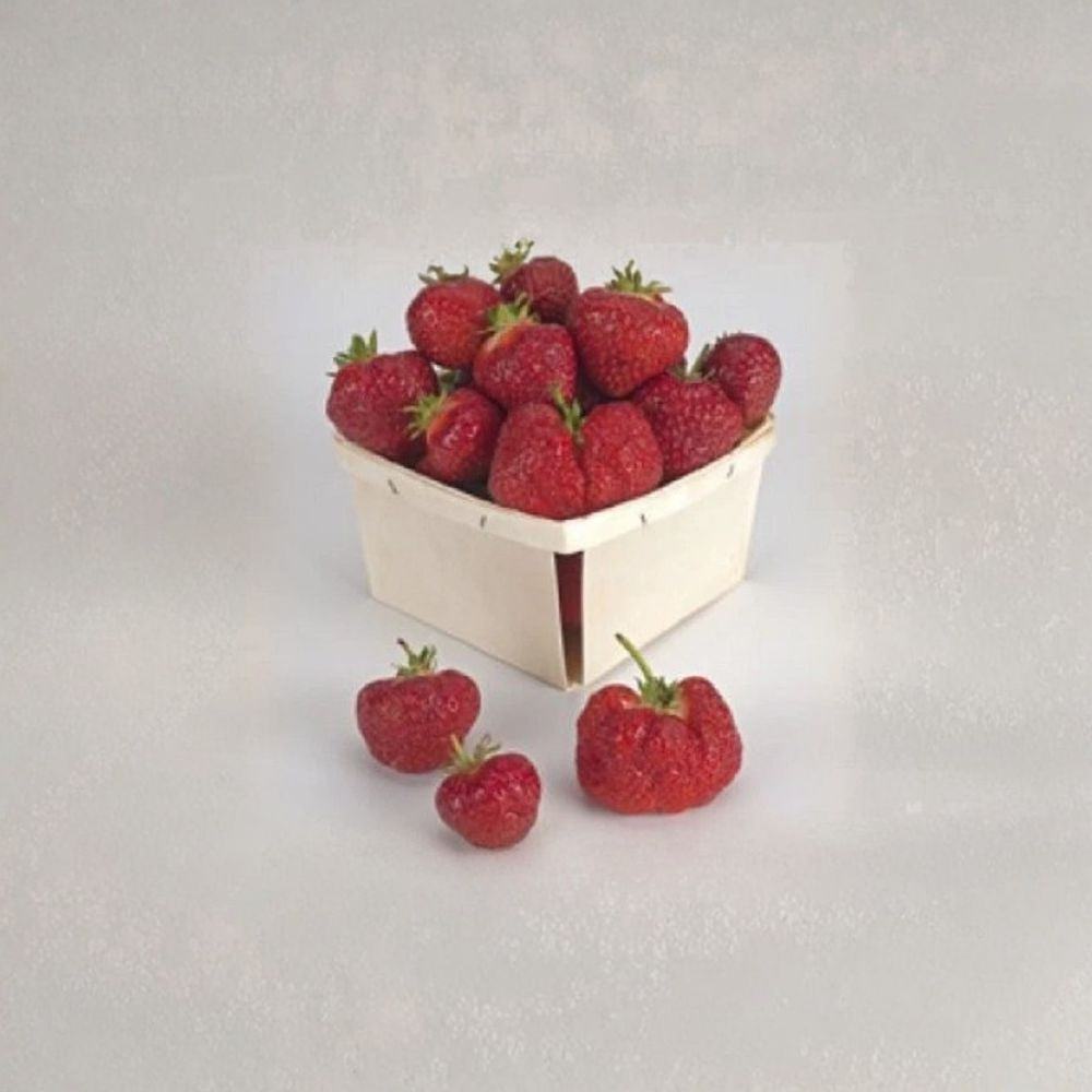 Earliglow Strawberry Plants – Fragaria × ananassa Live Bare Root Plants | Lot of 25 | June-Bearing Strawberry | Sweet Edible Berries | Easy to Grow