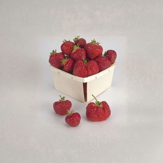 Earliglow Strawberry Plants – Fragaria × ananassa Live Bare Root Plants | Lot of 25 | June-Bearing Strawberry | Sweet Edible Berries | Easy to Grow