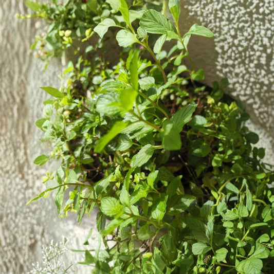 Peppermint Live Cuttings – 2 Fresh Stems | Easy Rooting Culinary Herb | Peppermint Tea Plant | Fast-Growing Perennial | Propagation Cuttings