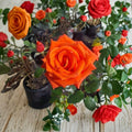 Marina Rose – Floribunda Live Rose Bush | 1 Gallon Size | Includes Healthy Root System | Garden & Landscape Friendly | Everblooming Salmon Orange Flowers