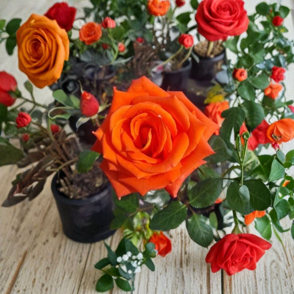 Marina Rose – Floribunda Live Rose Bush | 1 Gallon Size | Includes Healthy Root System | Garden & Landscape Friendly | Everblooming Salmon Orange Flowers