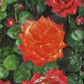 Charisma Floribunda Rose – 3 Gallon Live Bush Plant | Red Orange Yellow Blooms | Includes Root Ball Wrapping | Colorful Flowering Shrub | Easy to Grow