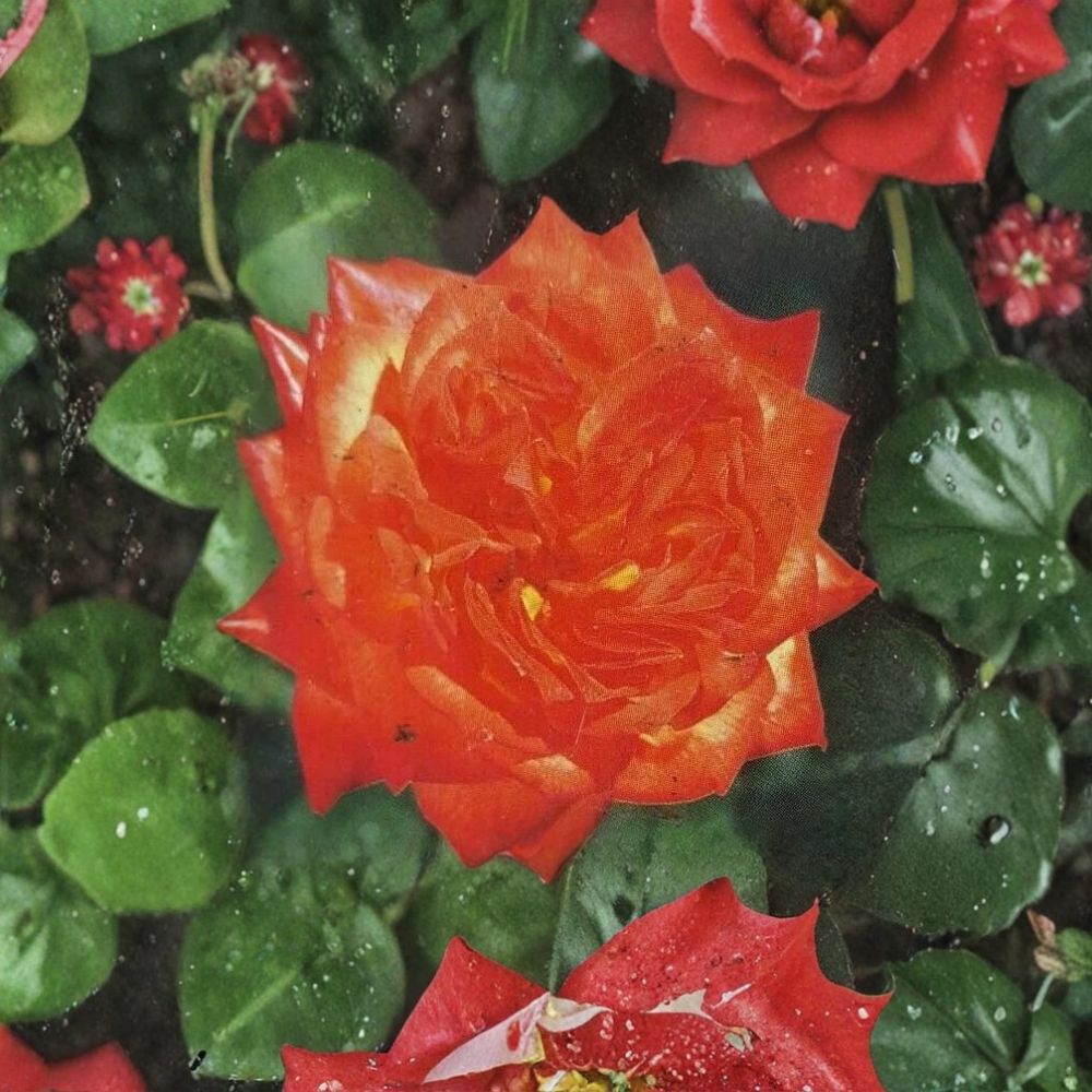 Charisma Floribunda Rose – 3 Gallon Live Bush Plant | Red Orange Yellow Blooms | Includes Root Ball Wrapping | Colorful Flowering Shrub | Easy to Grow