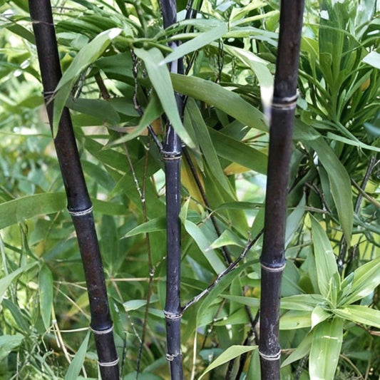 Black Timber Bamboo Live Rhizomes – Phyllostachys nigra | 5 Bare Root Plants | Fresh Dug Rhizome Root Balls | Black Bamboo Privacy Screen | Fast Establishing Bamboo