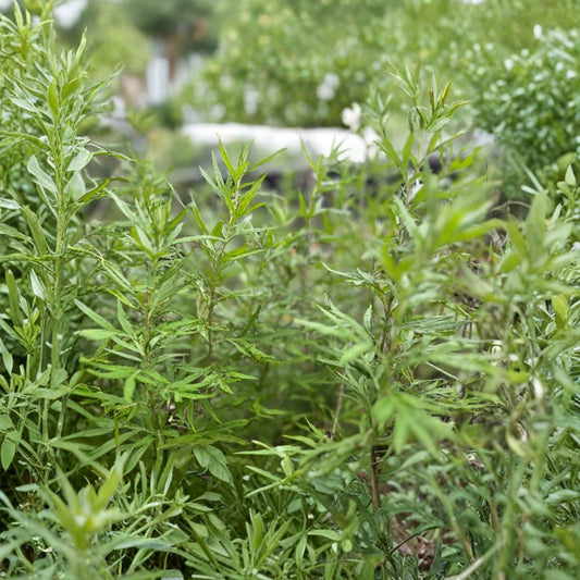3 Mugwort Plants – Live Artemisia vulgaris | Bare Root Herbal Herb Garden Starters | Hardy Perennial | Medicinal Herb Garden Plant | No Pot