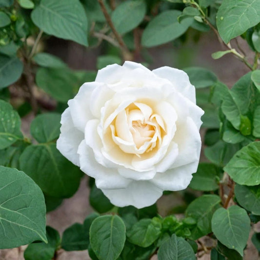 Iceberg Rose Live Starter Plant – 4 to 6 Inches Tall | Ships Bare Root (No Pot) | Honey Fragrant White Rose | Repeat Bloomer | Easy to Grow