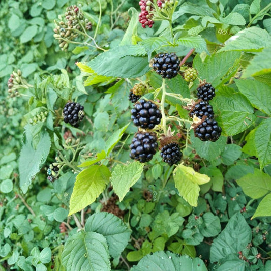 Himalayan Blackberry Live Plants – Rubus armeniacus | Set of 3 Bare Root Plants | 10–15 Inch Canes | Organic Natural Wild Berry | Zones 5–9