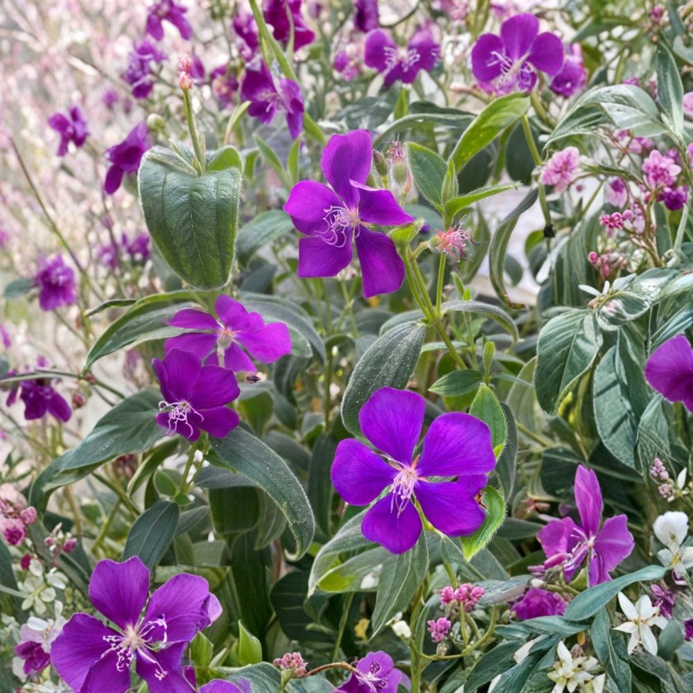 Tibouchina 'Athens' – Live Flowering Plant | 5–6 Inches Tall | Purple Blooming Shrub | Tropical Landscape Plant