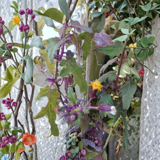 Purple Passion Plant – Gynura Aurantiaca Live Plant | 2 Healthy Rooted Plants | 2.5 Inch Nursery Pot | Velvet Purple Foliage | Easy-Growing Houseplant