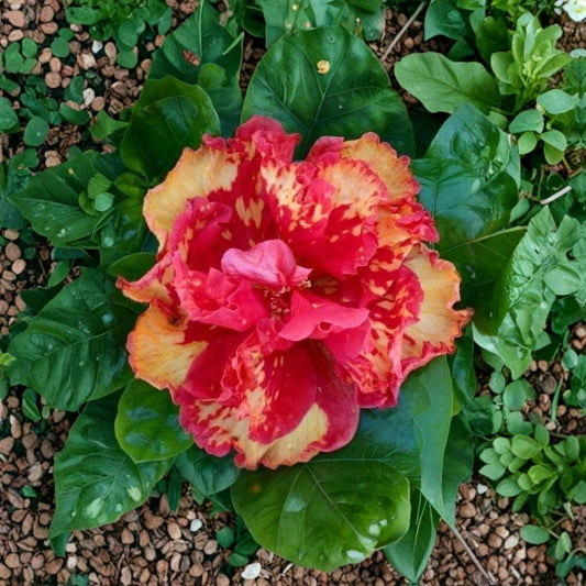 Hibiscus Cajun Color Live Plant – High Definition Hibiscus | Starter Plant | Tropical Flowering Shrub | 1.5–2 Inch Cell | Butterfly & Hummingbird Plant