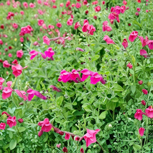Pink Skullcap Live Plant – Scutellaria suffrutescens | Fully Rooted 1 Gallon Trade Pot | Pink Flowers | Drought Tolerant Perennial | Zones 7–10