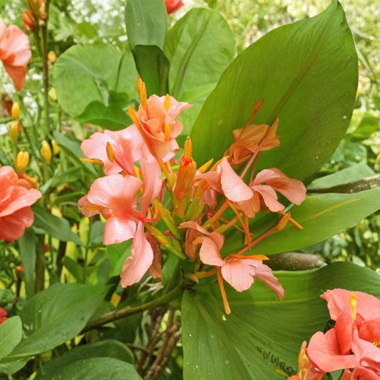 Coral Butterfly Ginger Rhizome – Live Hedychium Ginger Plant | Fresh Rooted Rhizome with Bud | Fragrant Coral Orange Pink Flowers | Tropical Perennial