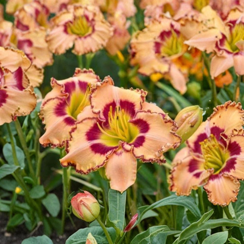 Rainbow Rhythm 'King of Ages' Daylily – Live Bare Root Plant | Hardy Perennial | Large Reblooming Daylily | Easy-to-Grow Garden Flower