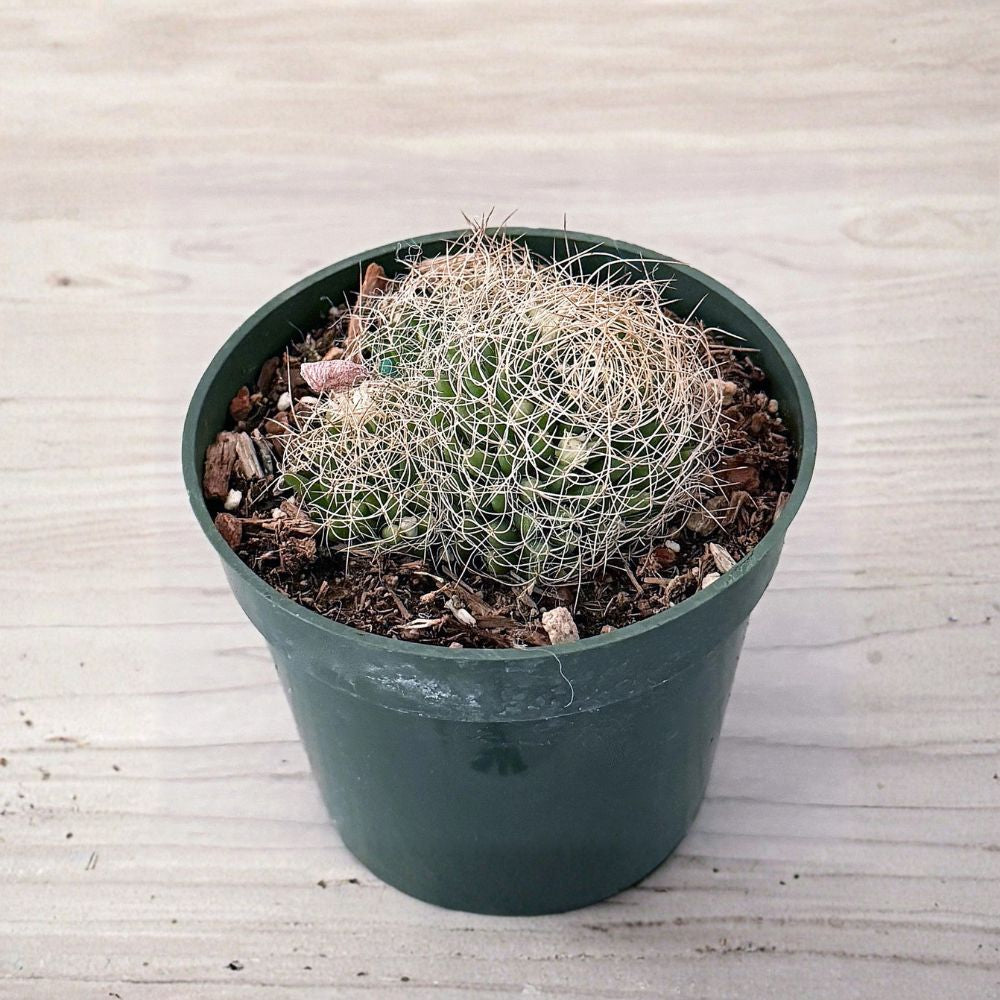 Mammillaria Decipiens Bird's Nest Cactus – Live Cactus Plant | 4 Inch Pot | Clumping Cactus | Drought Tolerant Succulent | Indoor & Outdoor