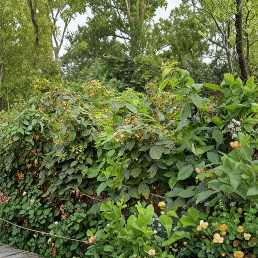 Fall Gold Everbearing Raspberry – Rubus idaeus 'Fall Gold' Live Plant | 1 Quart Grow Bag | Yellow Raspberry Bush | Edible Fruit Plant | Easy to Grow