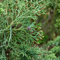 Chamaecyparis thyoides 'Andelye Conica' – Atlantic White Cedar Live Plant | 1 Gallon Pot | Compact Conical Evergreen | Native Tree | Landscape & Container Friendly
