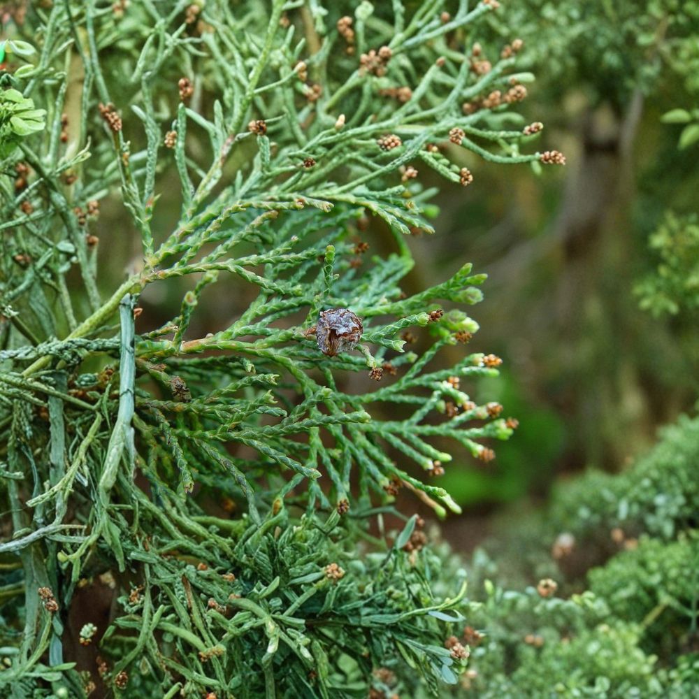 Chamaecyparis thyoides 'Andelye Conica' – Atlantic White Cedar Live Plant | 1 Gallon Pot | Compact Conical Evergreen | Native Tree | Landscape & Container Friendly