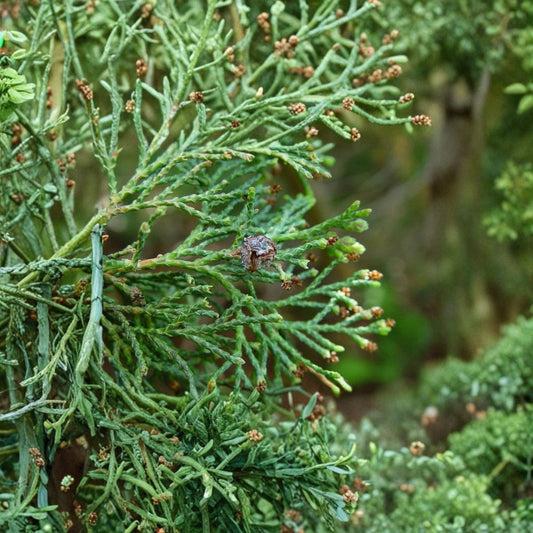 Chamaecyparis thyoides 'Andelye Conica' – Atlantic White Cedar Live Plant | 1 Gallon Pot | Compact Conical Evergreen | Native Tree | Landscape & Container Friendly