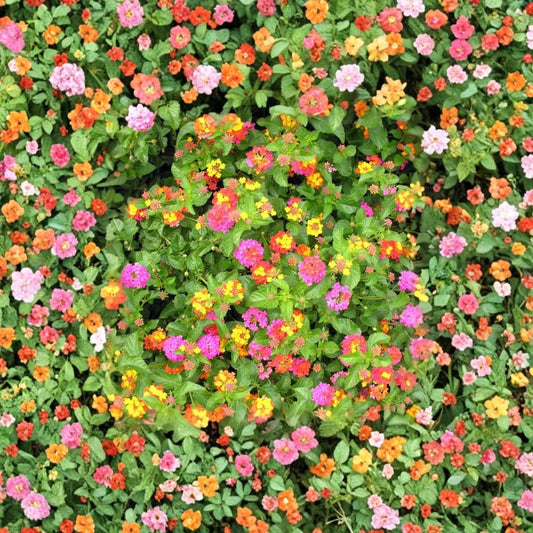 Ms. Huff Pink Lantana – Lantana camara Live Starter Plants | Set of 2 | 4–6 Inches Tall | Ships Without Pot | Butterfly Plant