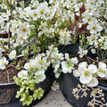 Chaenomeles x superba 'Jet Trail' – White Flowering Quince Live Plant | Includes Nursery Pot | Pure White Spring Blooms | Hardy Flowering Shrub | Heirloom Garden Favorite