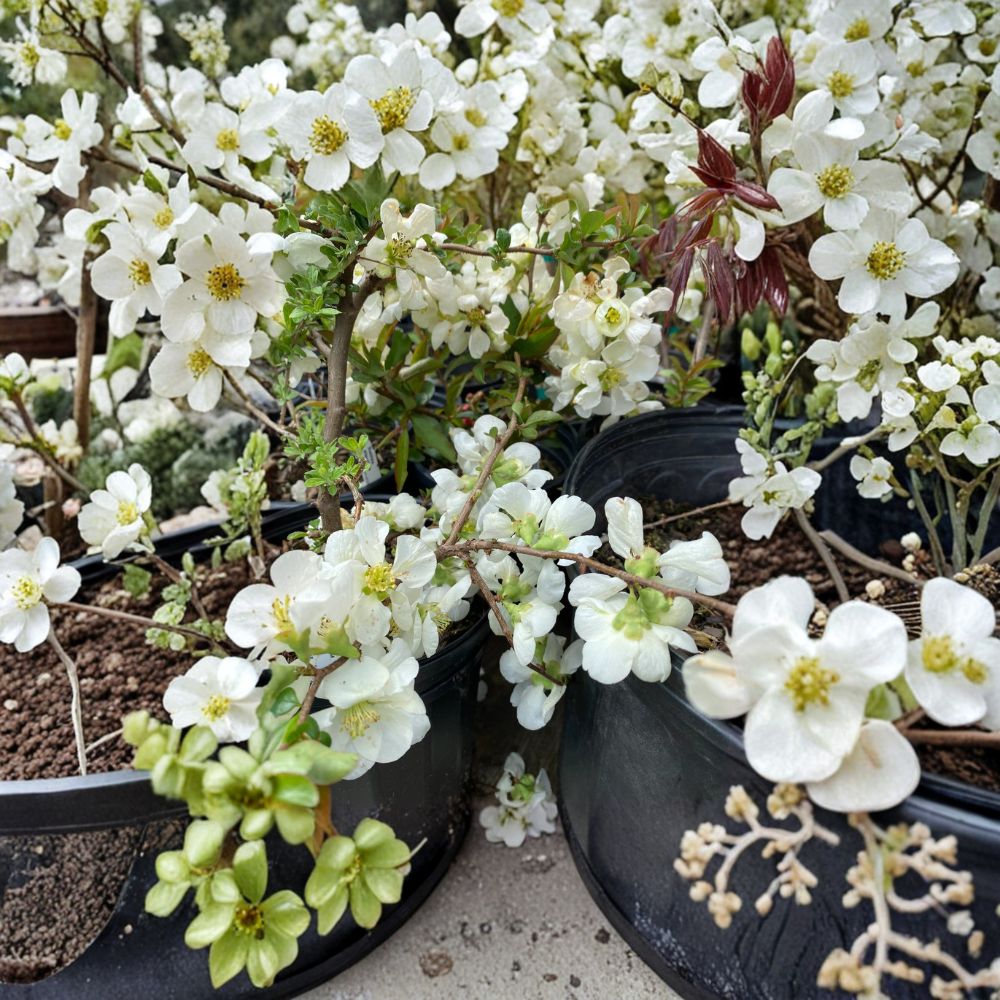 Chaenomeles x superba 'Jet Trail' – White Flowering Quince Live Plant | Includes Nursery Pot | Pure White Spring Blooms | Hardy Flowering Shrub | Heirloom Garden Favorite