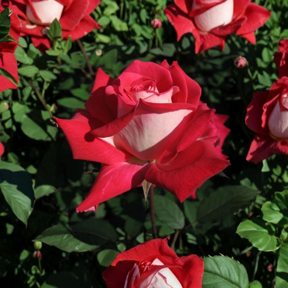 Love Rose – Rosa Grandiflora Live Rose Bush | 2 Gallon Size | Includes Healthy Root System | Garden & Landscape Friendly | Ruby Red & White Fragrant Blooms