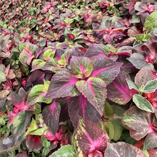 Set of 3 Magilla Perilla Coleus Live Plants – 5 to 9 Inches Tall | Ships Bare Root (No Pot) | Colorful Foliage Plant | Shade Loving | Easy to Grow