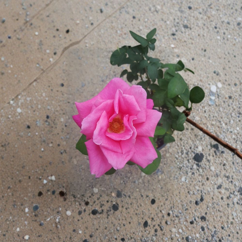 Perfume Delight Hybrid Tea Rose – 1 Gallon Live Bush Plant | Fragrant Pink Blooms | Includes Root Ball Wrapping | Classic Garden Rose | Easy to Grow