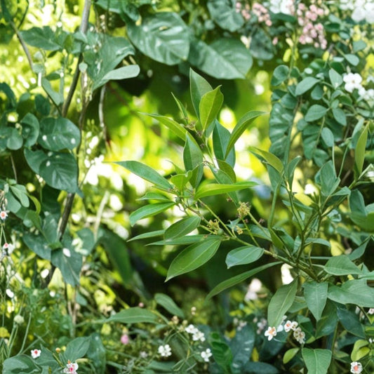 Snailseed Laurel Live Plant – Cocculus laurifolius | 8–12 Inch Starter Tree | Laurel Leaved Snailseed | Tropical Shade Ornamental | 4 Inch Root Zone