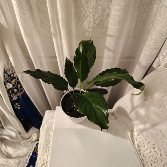 Peace Lily Variegated Starter Plant – Live 4" Plant | Spathiphyllum Houseplant | Indoor Tropical Foliage | No Pot