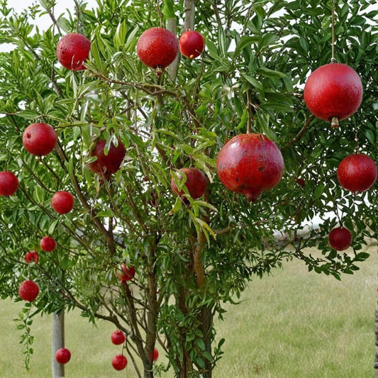 Wonderful Pomegranate – Punica granatum Live Plant | 6–8 Inches Tall | Starter Plant | Edible Fruit Tree | Ready to Grow