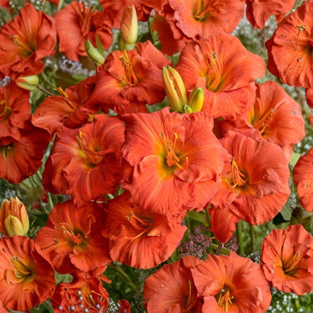Hemerocallis 'Desert Flame' Daylily – 3 Bare Root Plants | Reblooming Perennial | Fiery Red-Orange Blooms | Hardy Garden Favorite | Easy to Grow