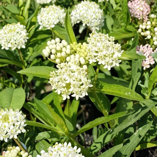 White Milkweed Live Plants – Set of 2 | 4–6 Inch Starter Plants | White Summer Flowers | Perennial Pollinator Plant | Zones 6–9